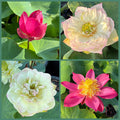 2026 Beautiful Enigma Lotus (Bare Root)