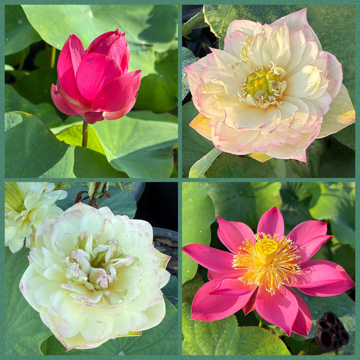 2026 Beautiful Enigma Lotus (Bare Root)