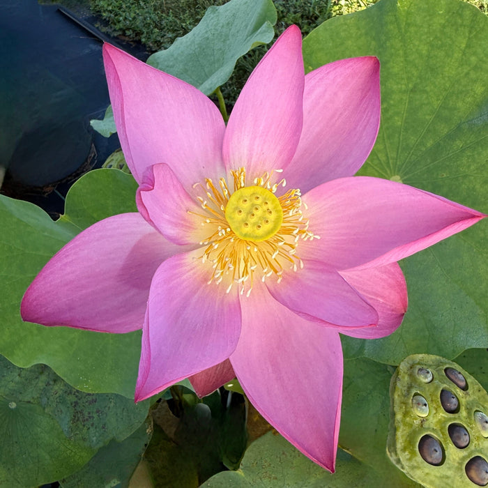2026 Bell Boy Miniature Lotus (Bare Root)