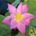 2026 Bell Boy Miniature Lotus (Bare Root)