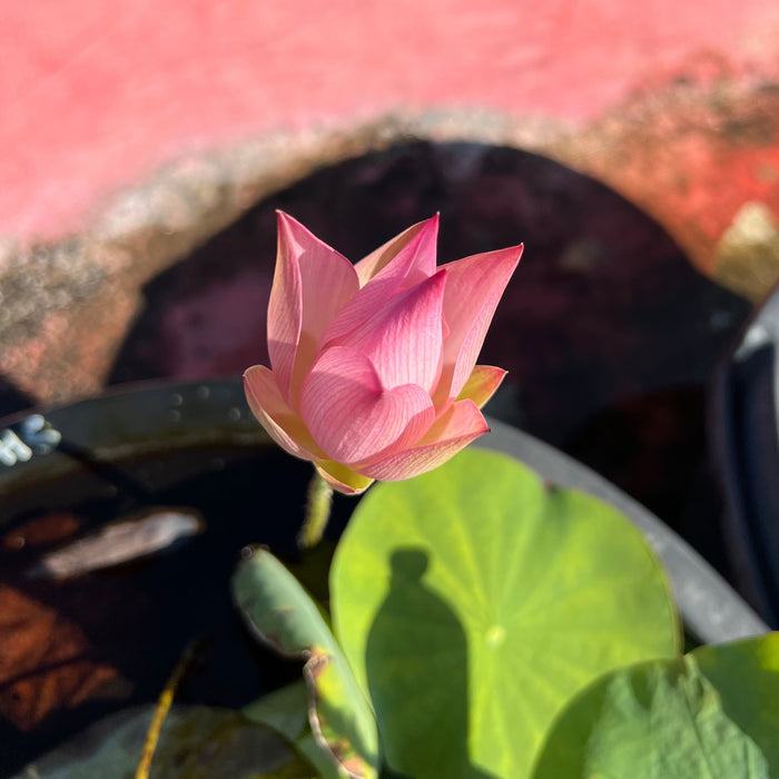 2026 Bell Boy Miniature Lotus (Bare Root)