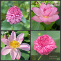 2026 Marvelous Mystery Lotus (Bare Root)