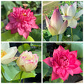 2026 The Great Unknown Lotus (Bare Root)