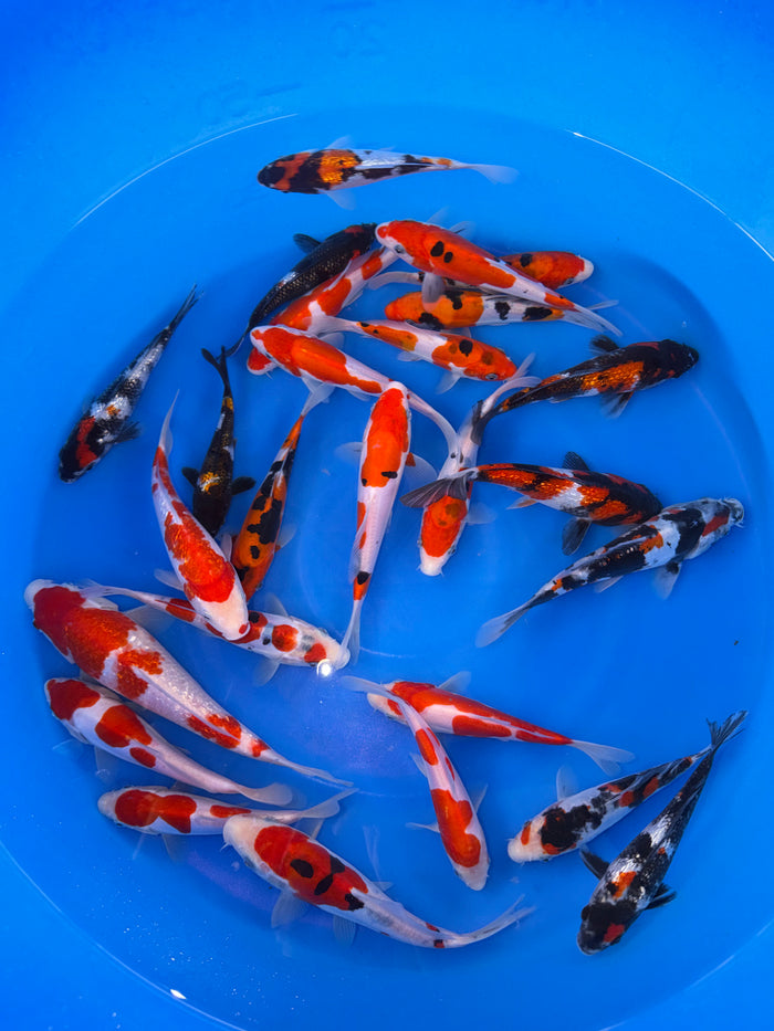 Shinoda Koi Farm – Doitsu Gosanke Packages