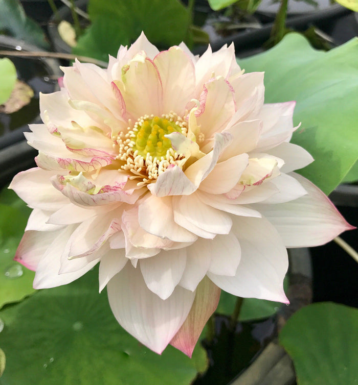 A Fortune in Flowers - Almost Purple Lotus (Bare Root) - Play It Koi