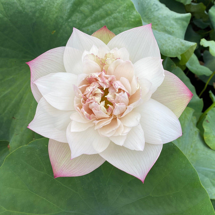 A Fortune in Flowers - Almost Purple Lotus (Bare Root) - Play It Koi