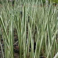 Acorus Calamus 'Sweet Flag' (Bare Root) - Play It Koi
