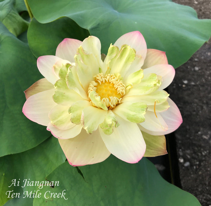 Ai Jiangnan Lotus (Bare Root)