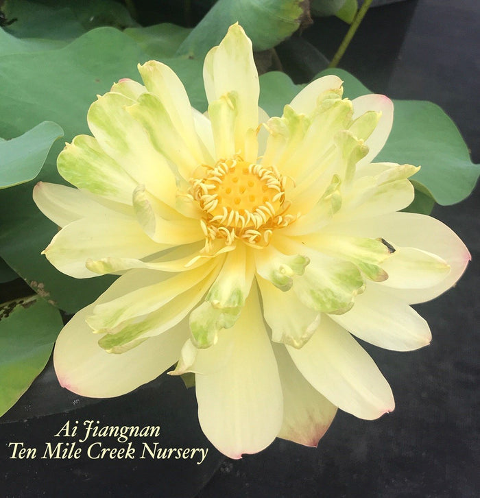 Ai Jiangnan Lotus (Bare Root)