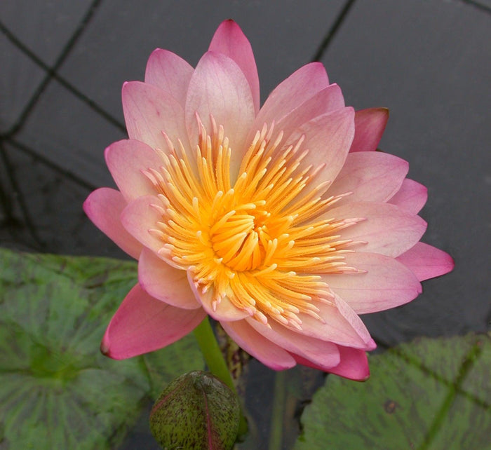 Albert Greenberg - Day Blooming Tropical Lily (Bare Root) - Play It Koi