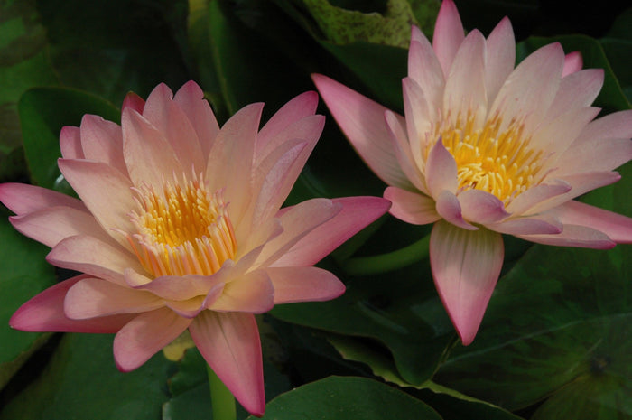 Albert Greenberg - Day Blooming Tropical Lily (Bare Root) - Play It Koi