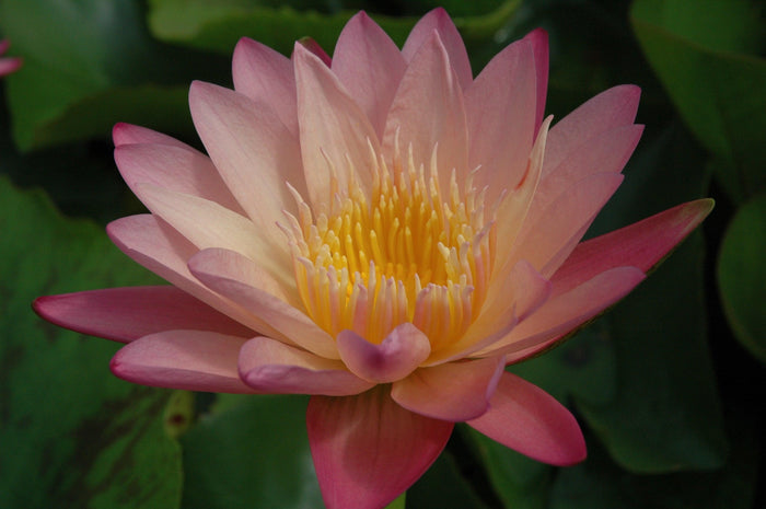 Albert Greenberg - Day Blooming Tropical Lily (Bare Root) - Play It Koi