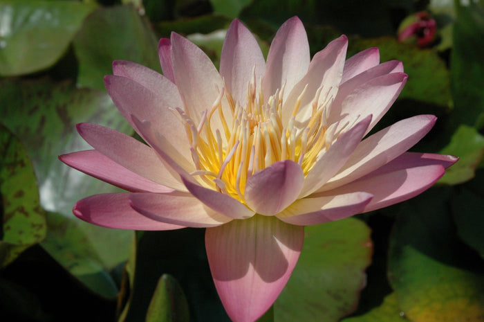 Albert Greenberg - Day Blooming Tropical Lily (Bare Root) - Play It Koi