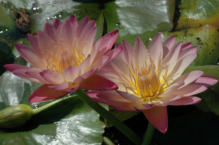 Albert Greenberg - Day Blooming Tropical Lily (Bare Root) - Play It Koi