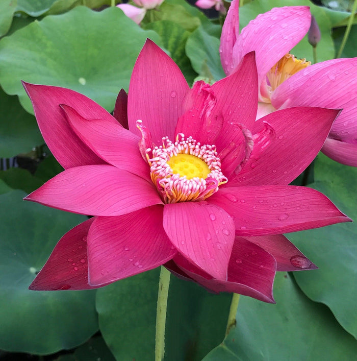 Ancient Capital New Beauty Lotus (Bare Root) - Play It Koi