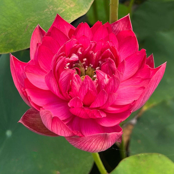 Ancient Capital Red Canal Lotus (Bare Root) - Play It Koi