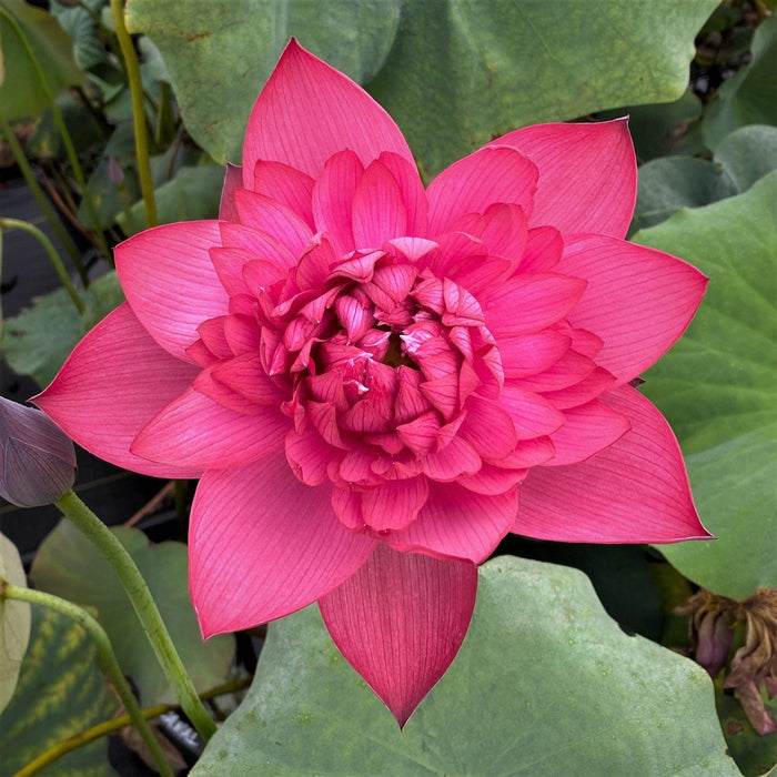 Ancient Capital Red Canal Lotus (Bare Root) - Play It Koi