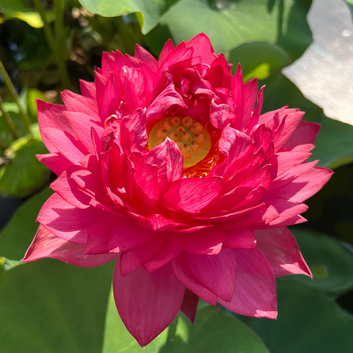 Ancient Capital Red Maple Lotus (Bare Root)