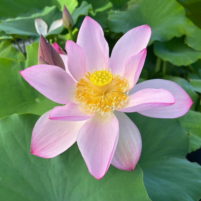 Ancient Chinese Lotus Lotus (Bare Root) - Play It Koi