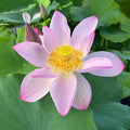 Ancient Chinese Lotus Lotus (Bare Root) - Play It Koi