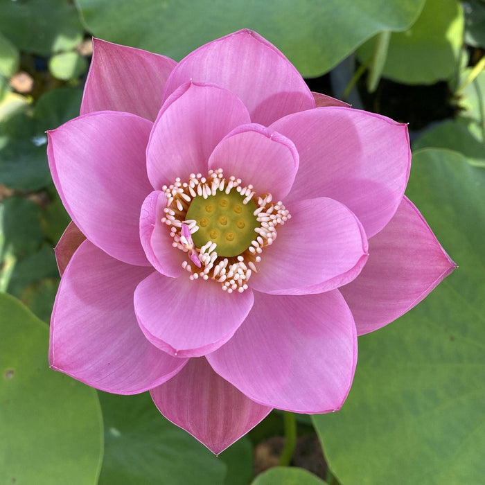Ancient Chinese Lotus Lotus (Bare Root) - Play It Koi