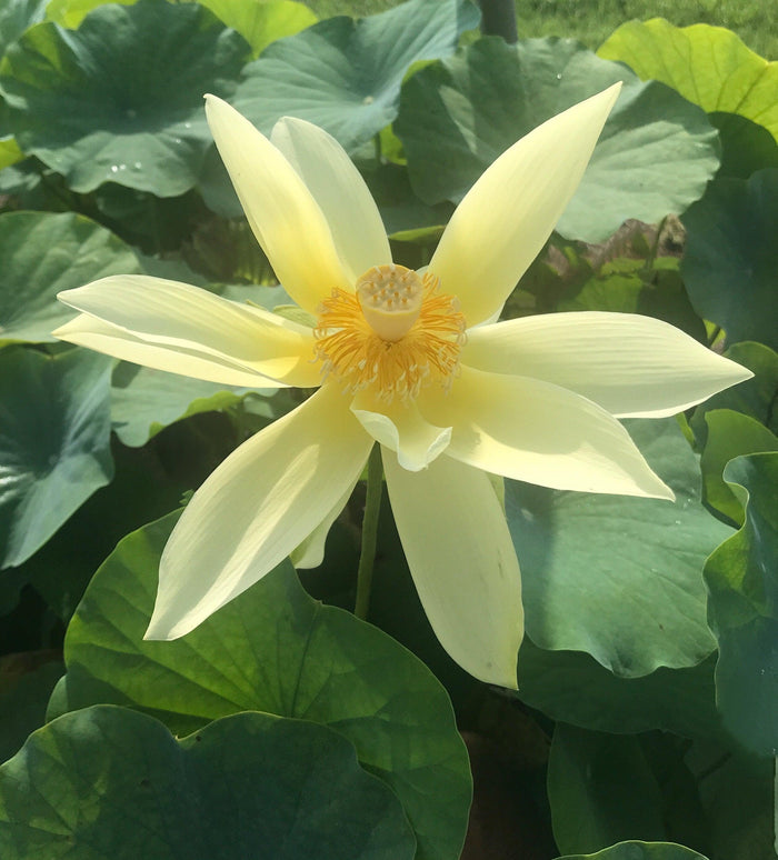 Apricot Yellow - Dazzling Yellow Lotus (Bare Root) - Play It Koi