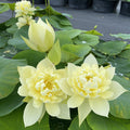 Autumn in Moling Lotus (Bare Root) - Play It Koi