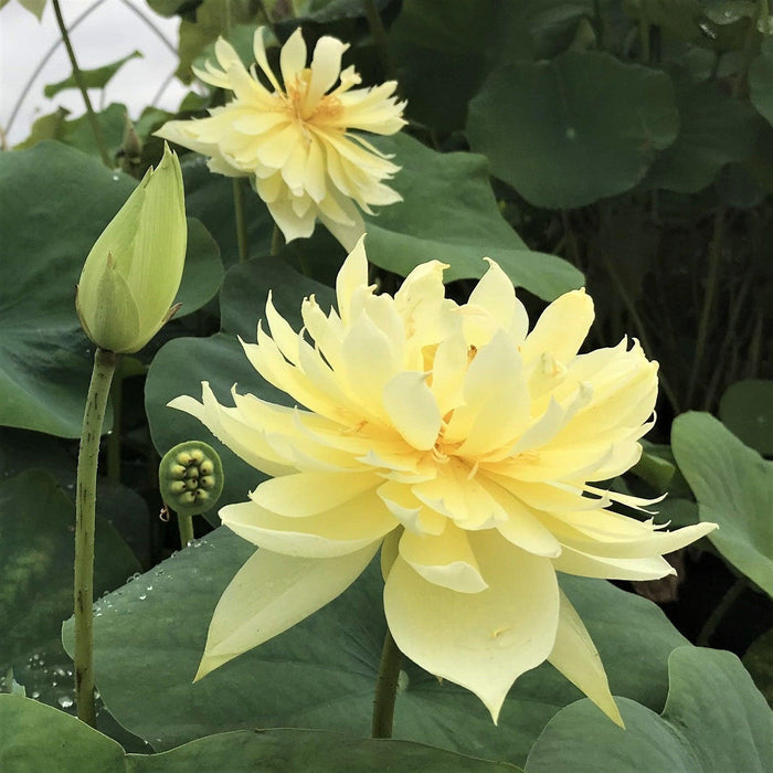 Autumn in Moling Lotus (Bare Root) - Play It Koi
