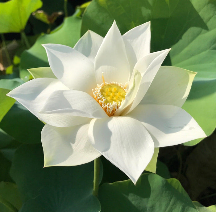 Baby Doll - Classic White Lotus (Bare Root) - Play It Koi