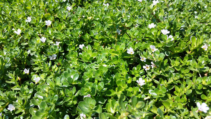 Bacopa monnieri (Water hyssop, Memory Herb) (Bare Root) - Play It Koi
