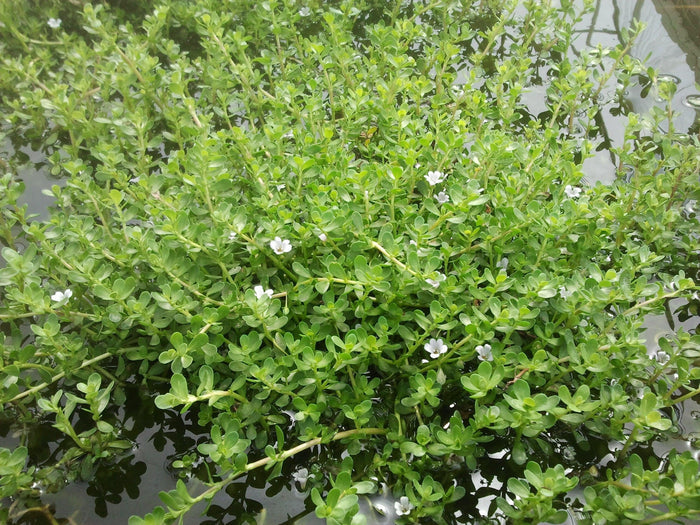 Bacopa monnieri (Water hyssop, Memory Herb) (Bare Root) - Play It Koi
