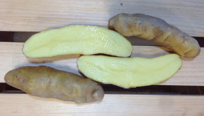 Banana Fingerling, Seed Potatoes