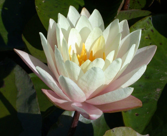 Barbara Dobbins Hardy Water Lily (Bare Root) - Play It Koi