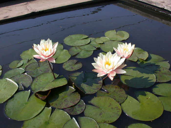 Barbara Dobbins Hardy Water Lily (Bare Root) - Play It Koi
