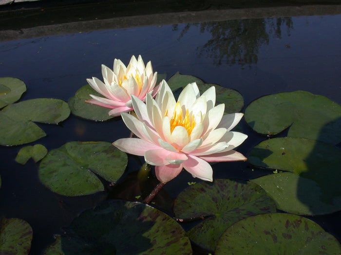 Barbara Dobbins Hardy Water Lily (Bare Root) - Play It Koi