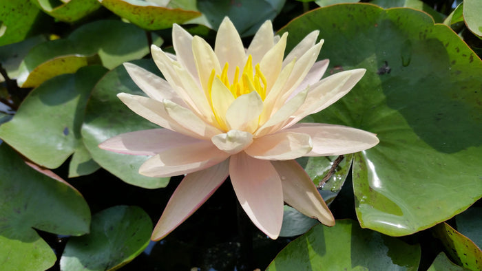 Barbara Dobbins Hardy Water Lily (Bare Root) - Play It Koi