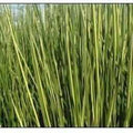Baumea Rubiginosa 'Variegata' - Variegated Striped Rush (Bare Root) - Play It Koi