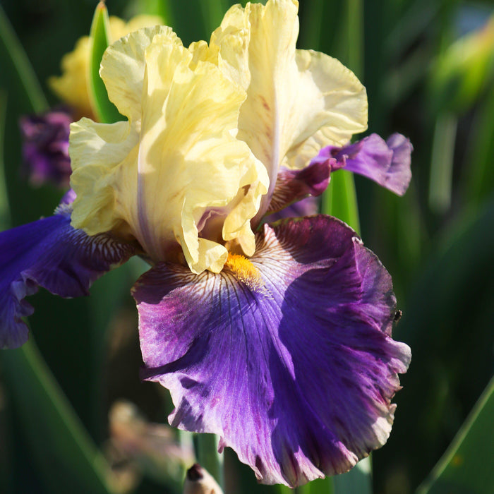 Jurassic Park Reblooming Bearded Iris Side View