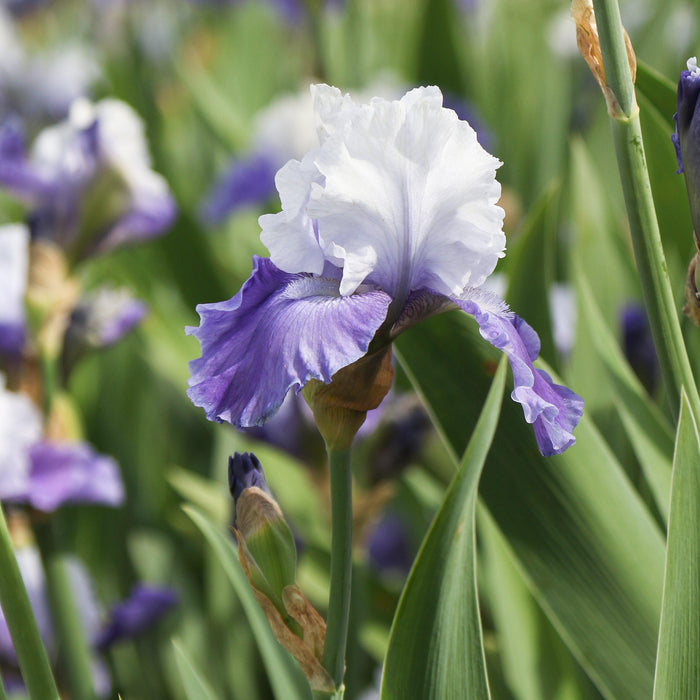 Side view of Mariposa Skies Iris