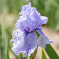 Bearded Iris Rio Vista features light lavender standards and falls with a blue beard and veining.
