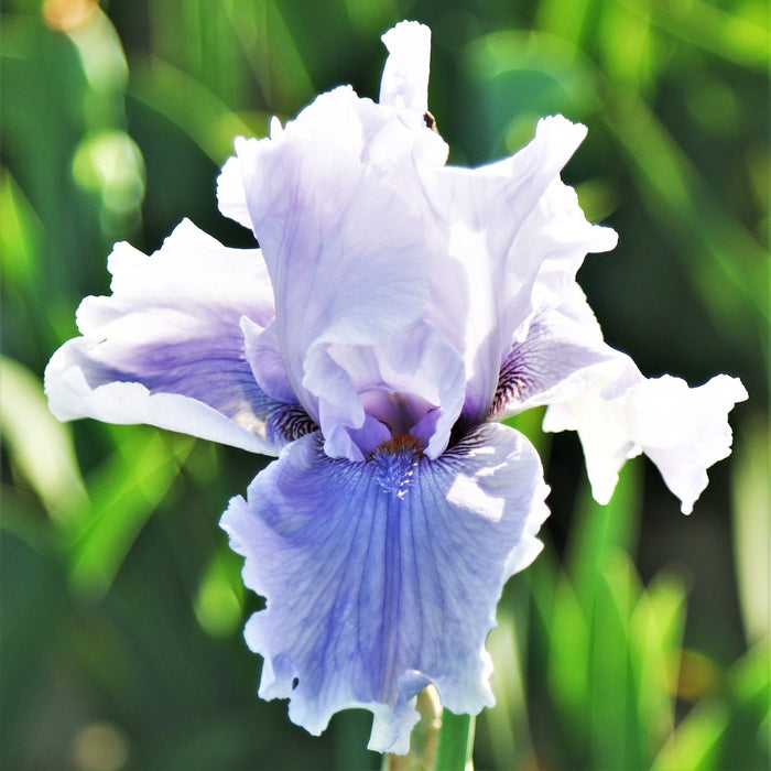close up of bearded iris rio vista light lavender flower