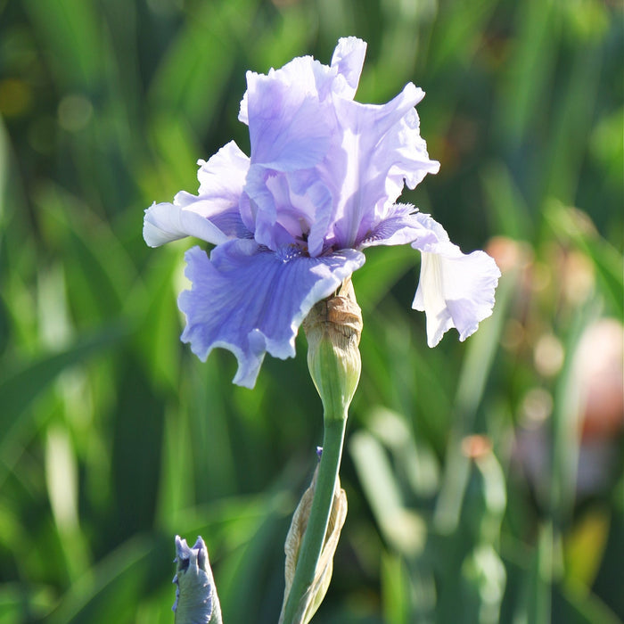 bearded iris rio vista bloom