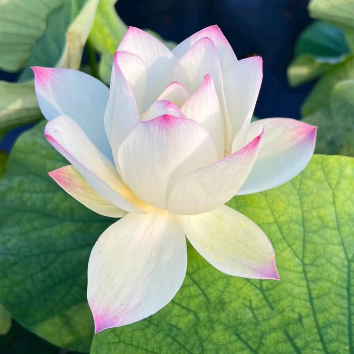 2024 Beauty Gui Lotus (Bare Root) - Play It Koi