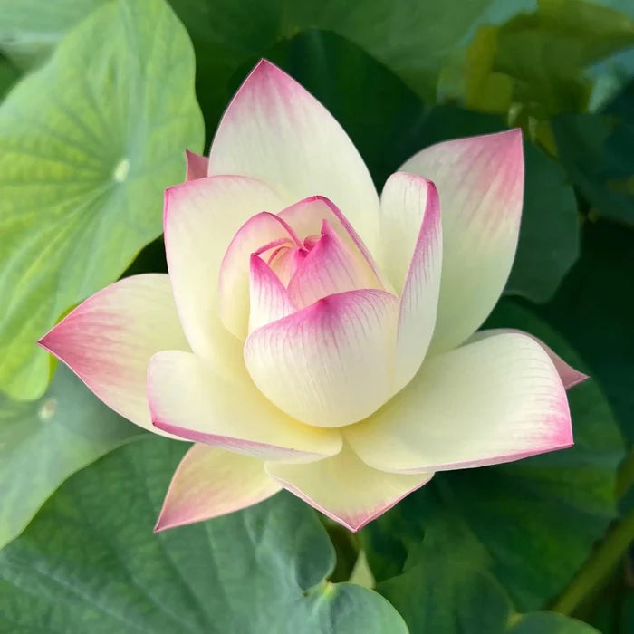 2024 Beauty Gui Lotus (Bare Root) - Play It Koi