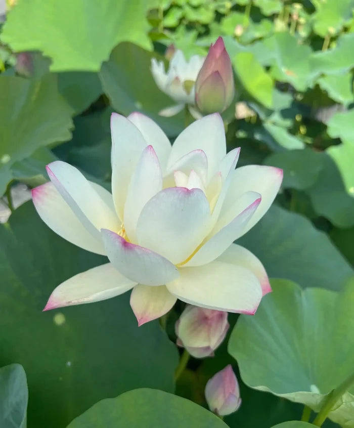 2024 Beauty Gui Lotus (Bare Root) - Play It Koi