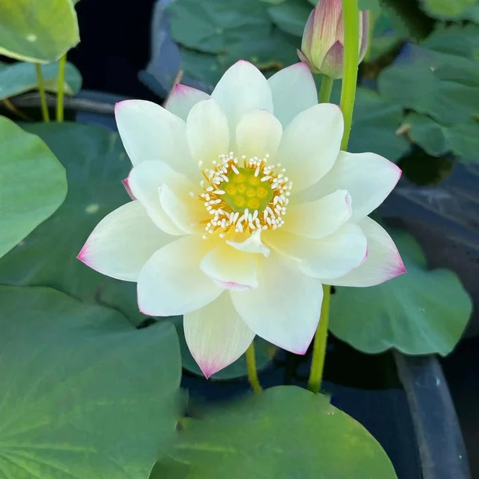 2024 Beauty Gui Lotus (Bare Root) - Play It Koi