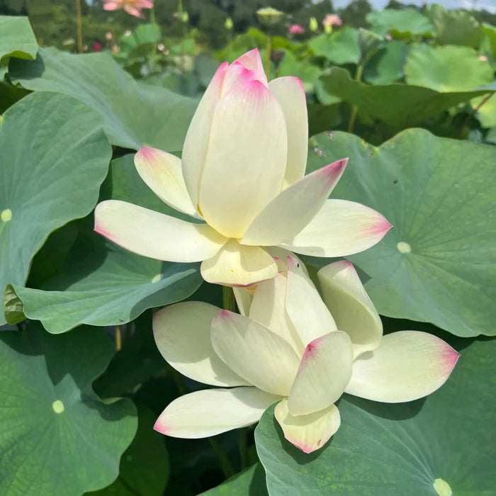 2024 Beauty Gui Lotus (Bare Root) - Play It Koi