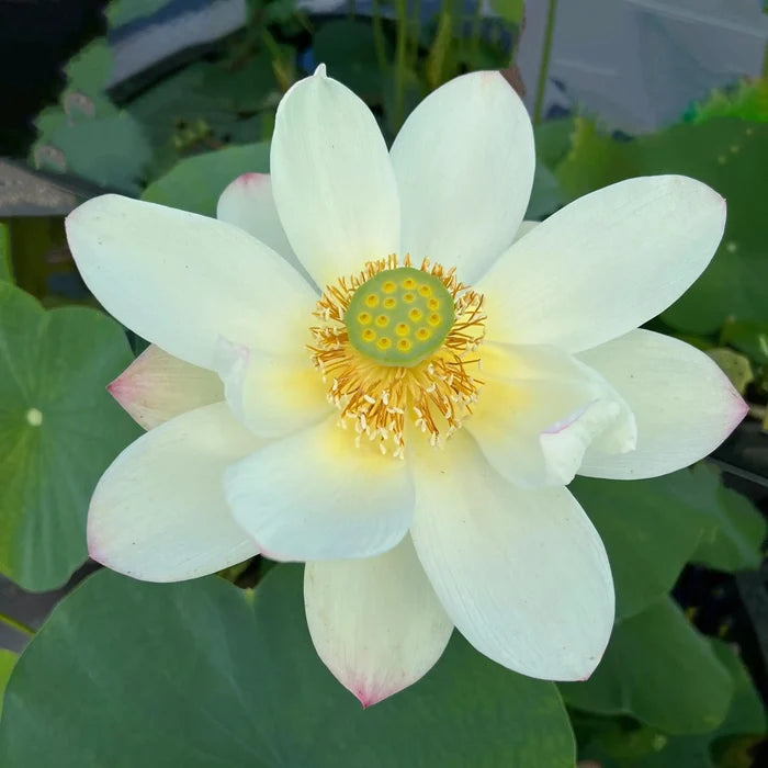 2024 Beauty Gui Lotus (Bare Root) - Play It Koi