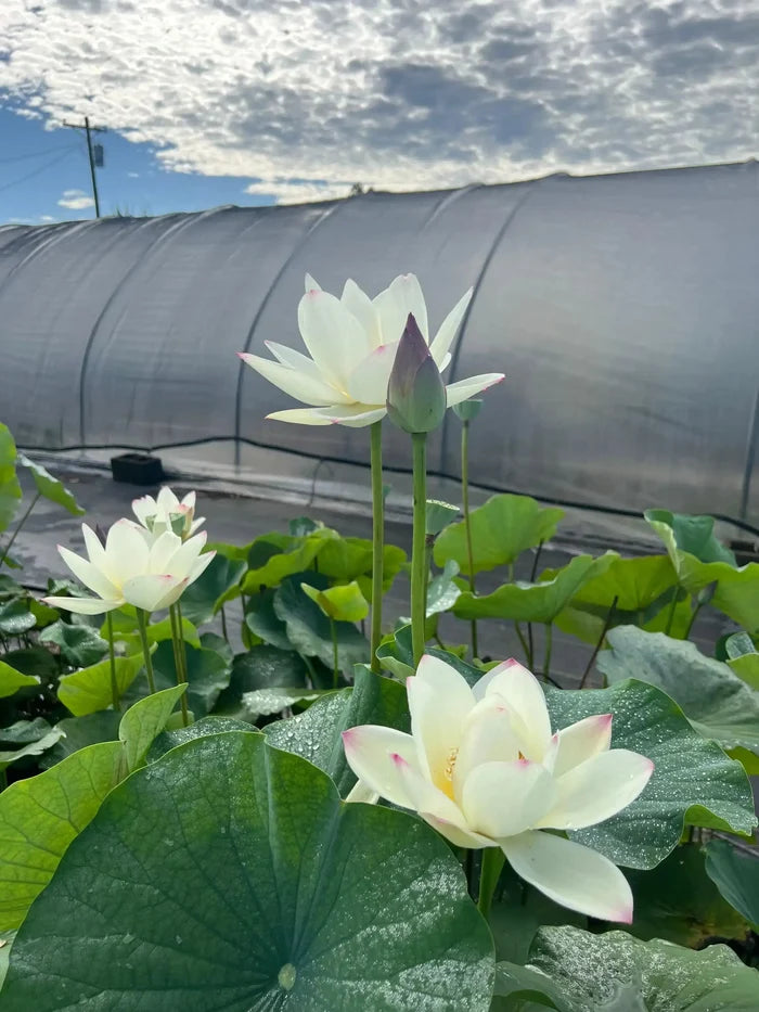 2024 Beauty Gui Lotus (Bare Root) - Play It Koi