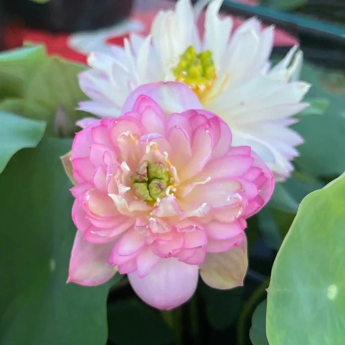 2024 Beauty Jing Lotus (Bare Root) - Play It Koi